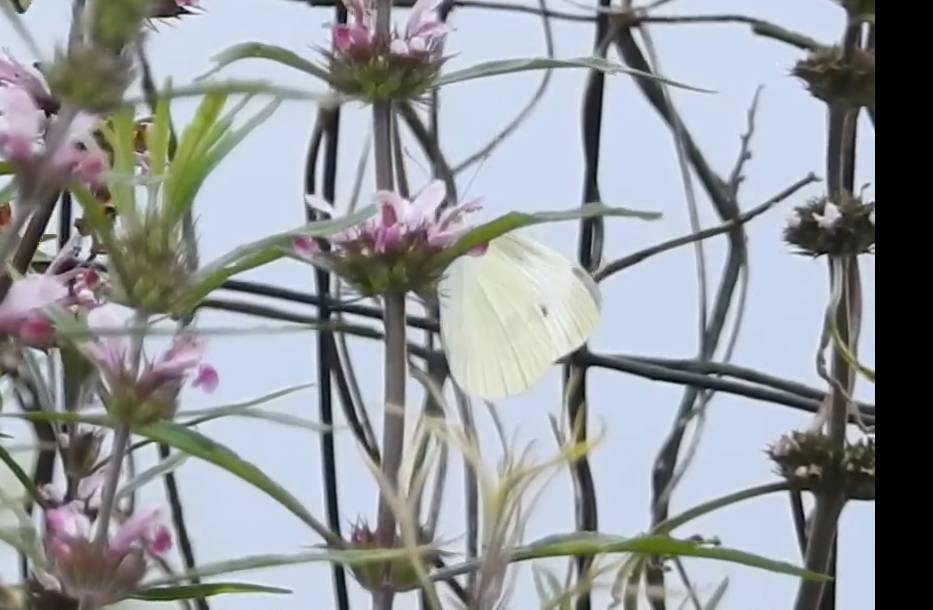 菜粉蝶 浙江金华 2026-05-22